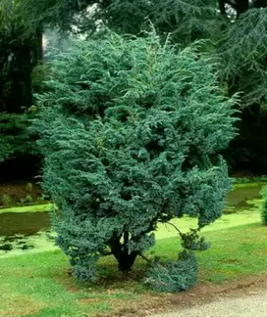 Можжевельник чешуйчатый  Меури   Juniperus squamata 'Meyeri'
